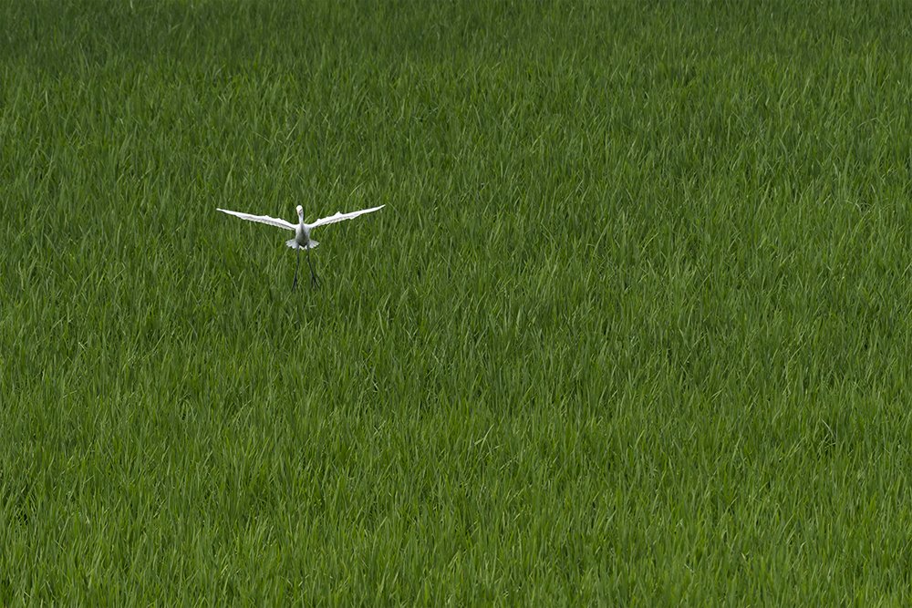 The Landing Egret