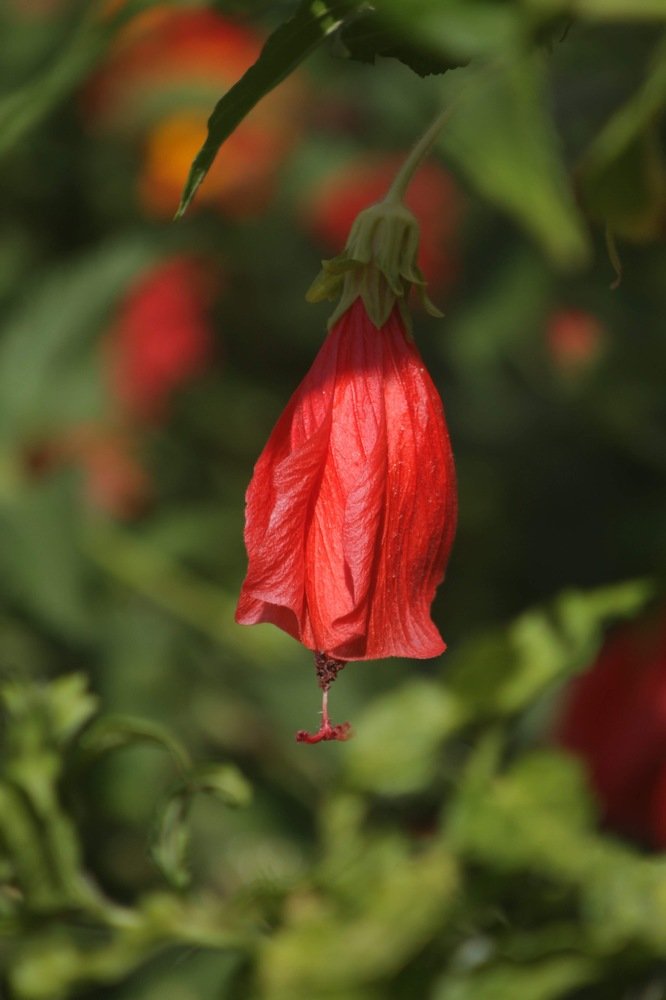 Photograph by Елена Хорошильцева