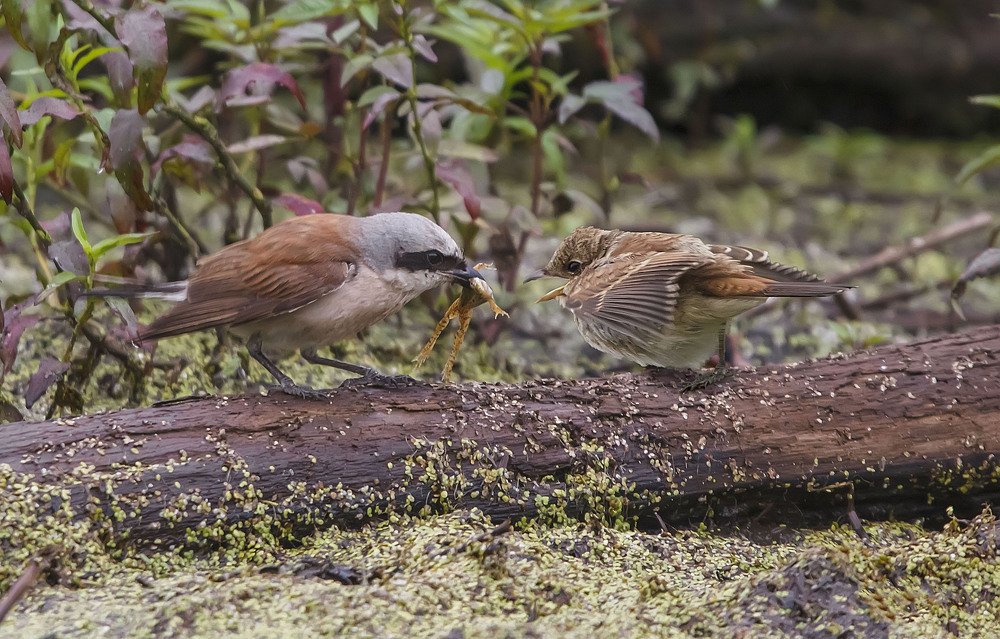 Детский завтрак жулана