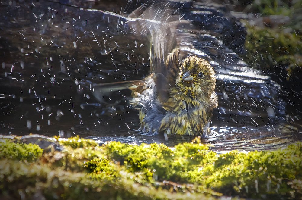 купание овсянки