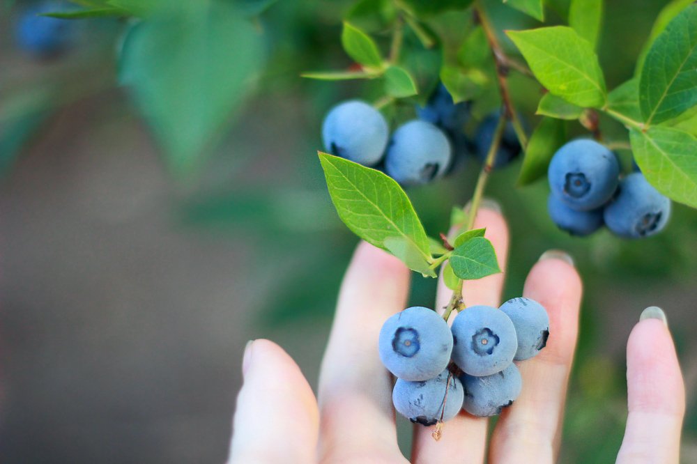 Photograph by Larisa Korsikova