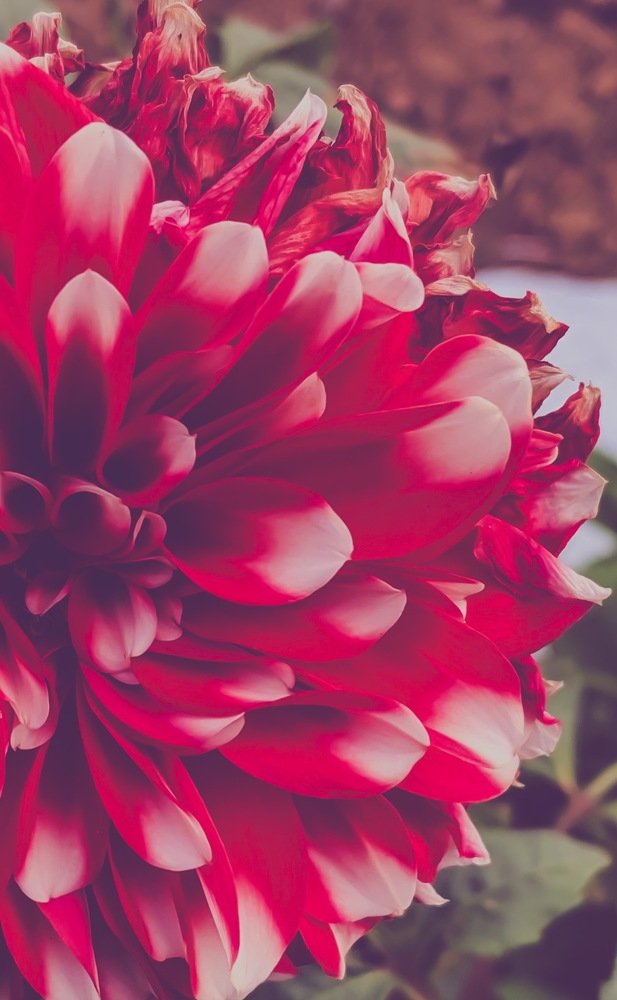 Photograph by Nyonika Rawal