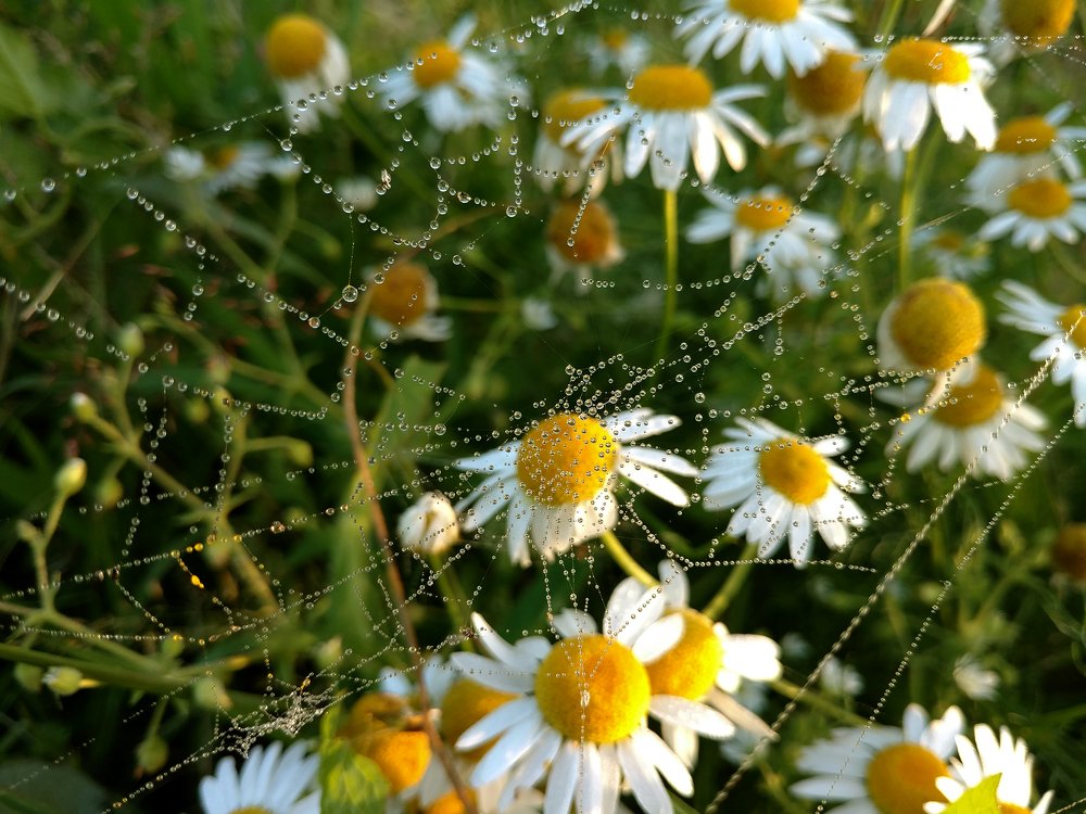 Photograph by Dzianis Mizhui