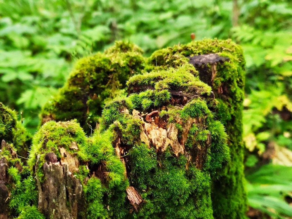 Photograph by Денис Пономарёв