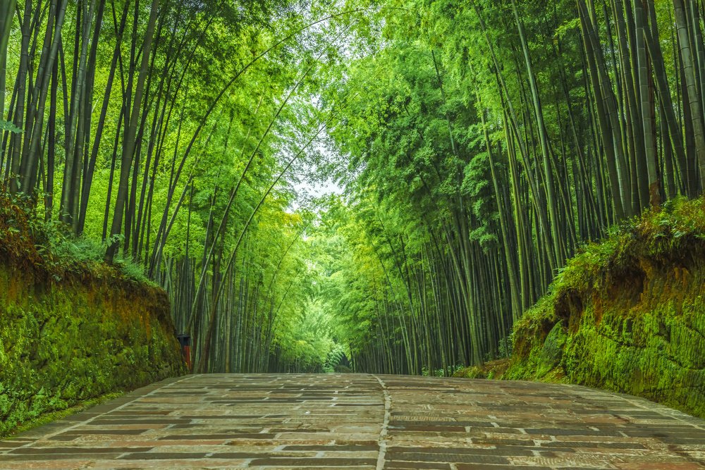 quiet bamboo forest