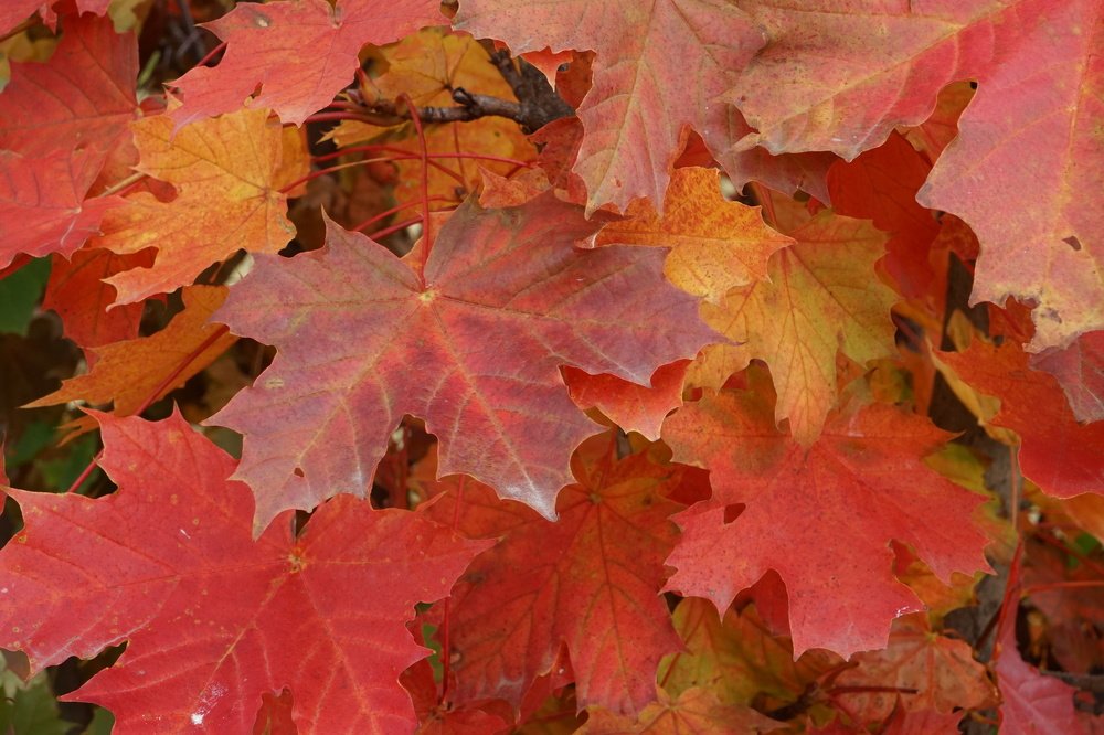 Фотография автора Ирина Зайцева