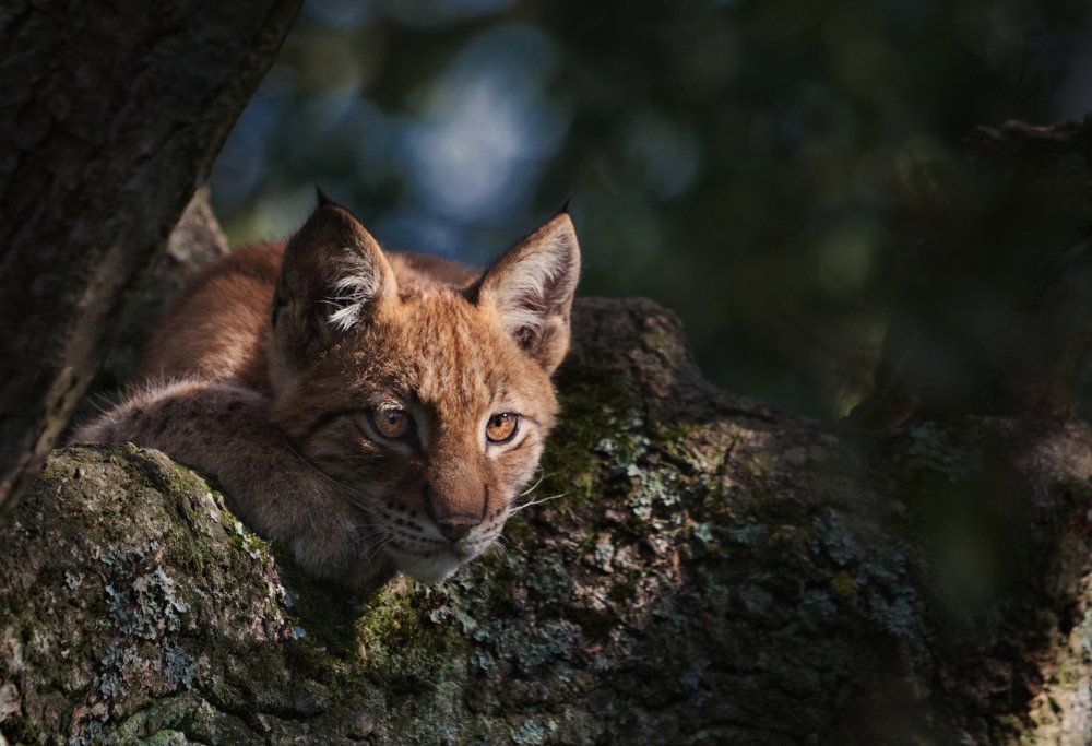 Photograph by Светлана Алексеева
