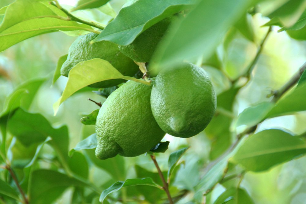 Лимоны