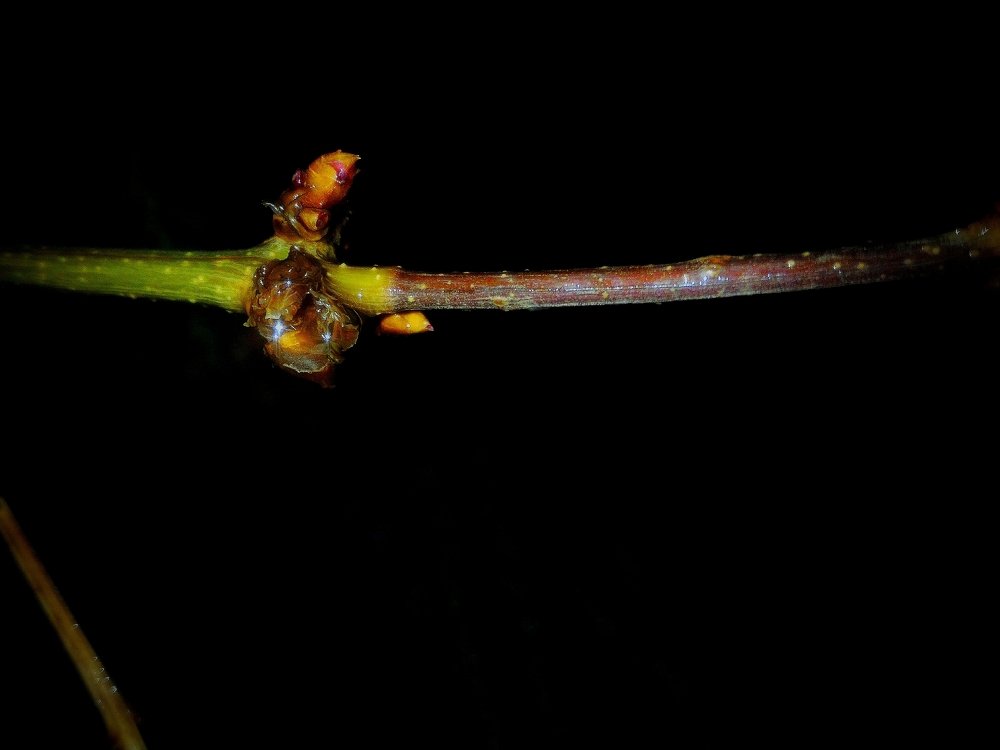 Фотография автора Mansoor Heydaryan