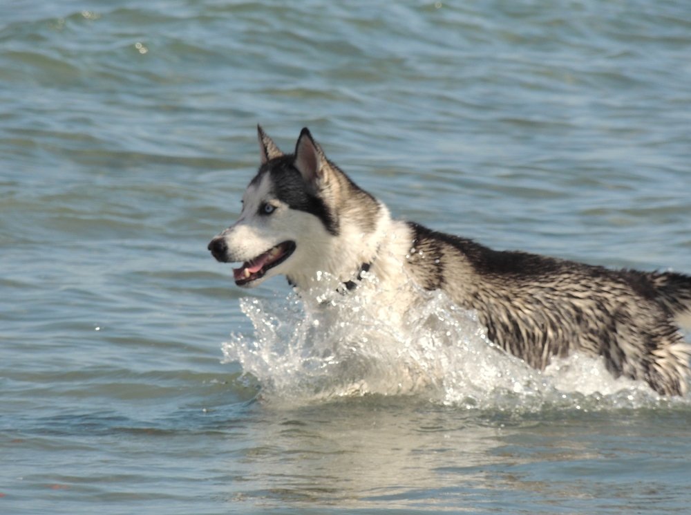 Photograph by Ionescu Stelian