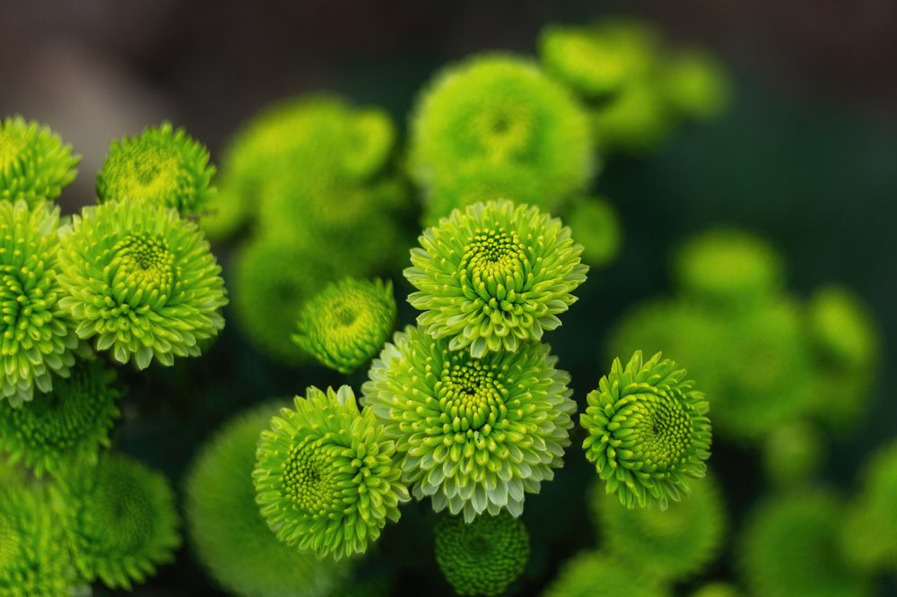 Осенние хризантемы