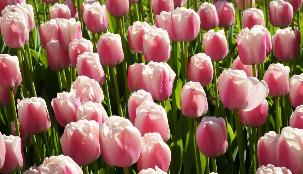 Photograph by Ольга Мендоса