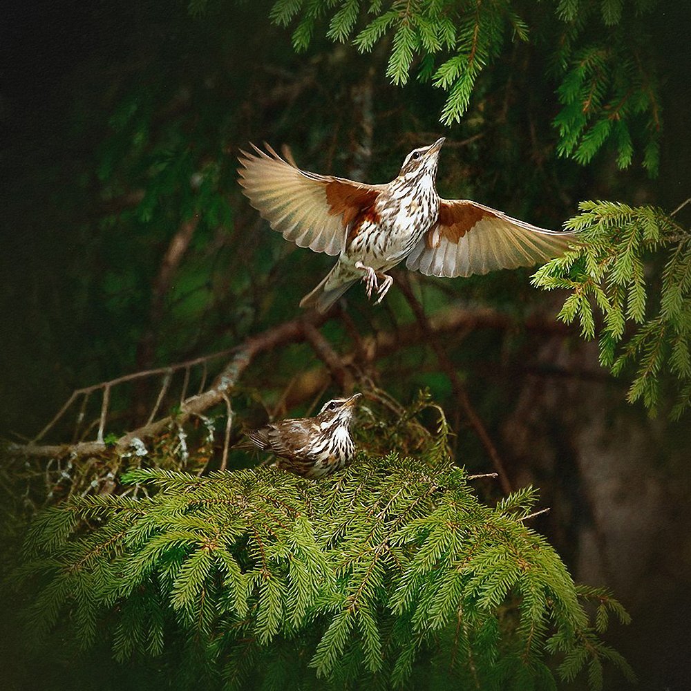 Фотография автора Наталья Законова