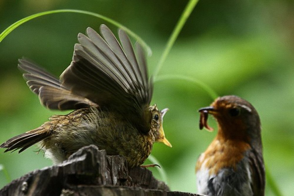 Фотография автора Наталья Законова
