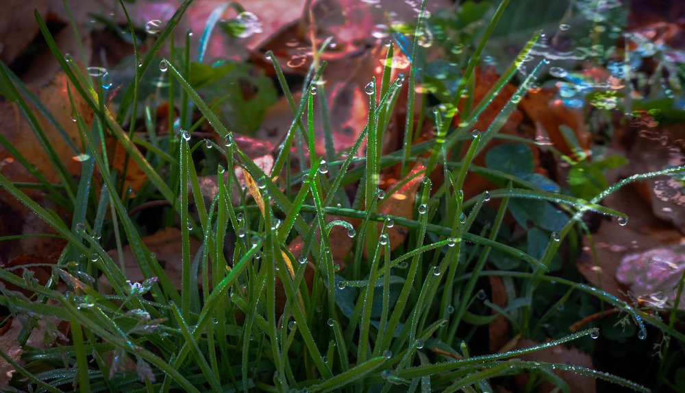 Фотография автора Olena Vorotyntseva