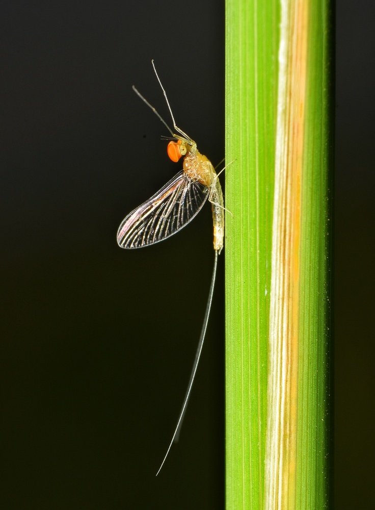 Ephemeroptera