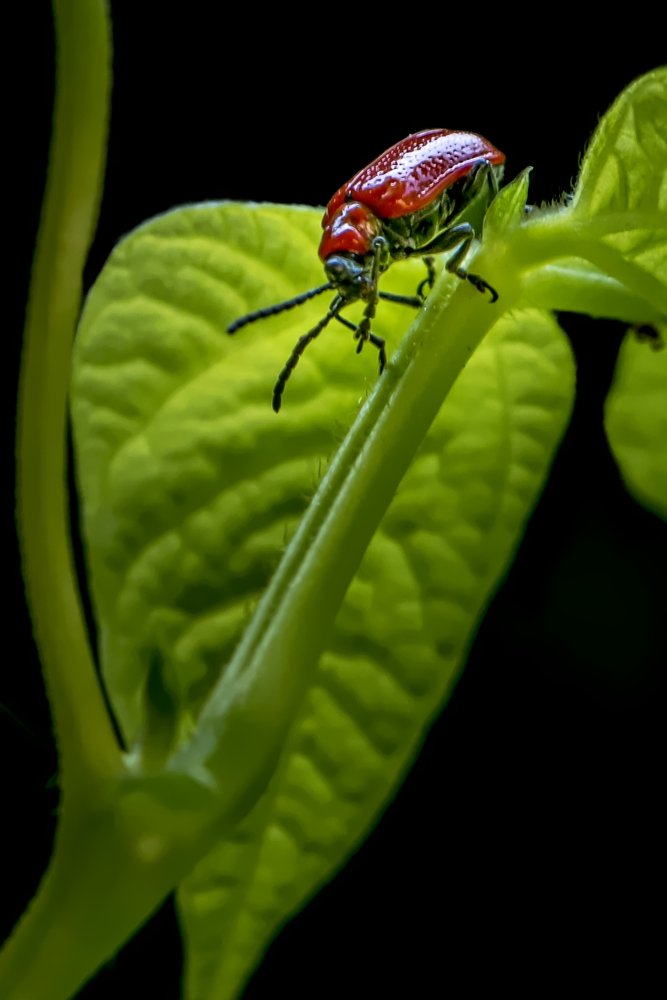Photograph by Marc-Alain Ferragne