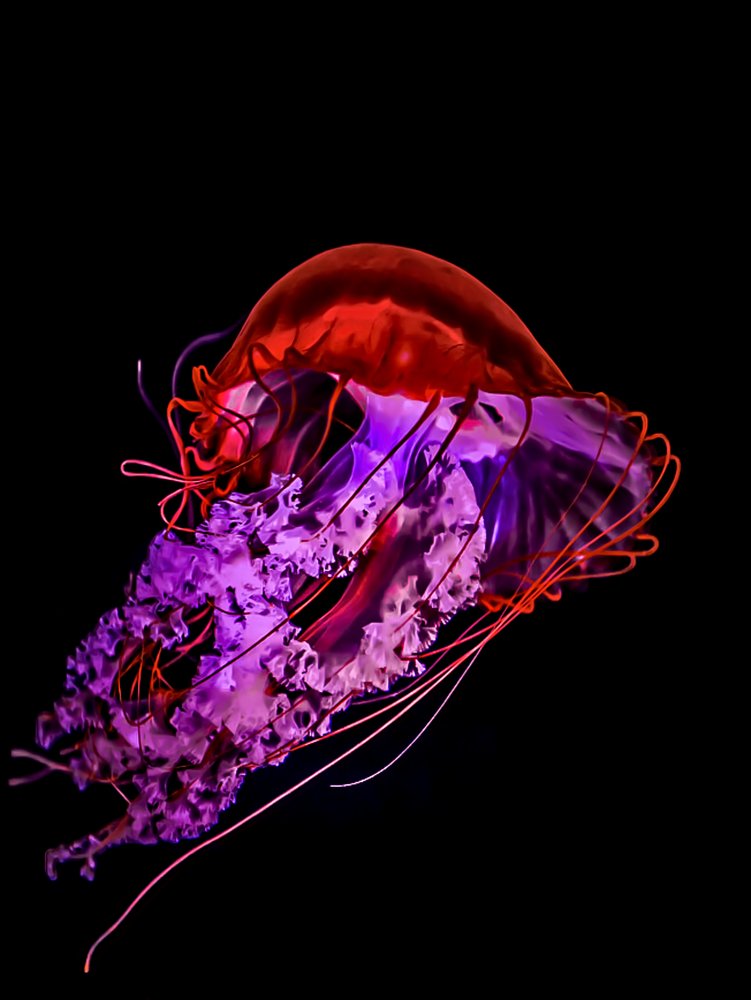 Photograph by Marc-Alain Ferragne