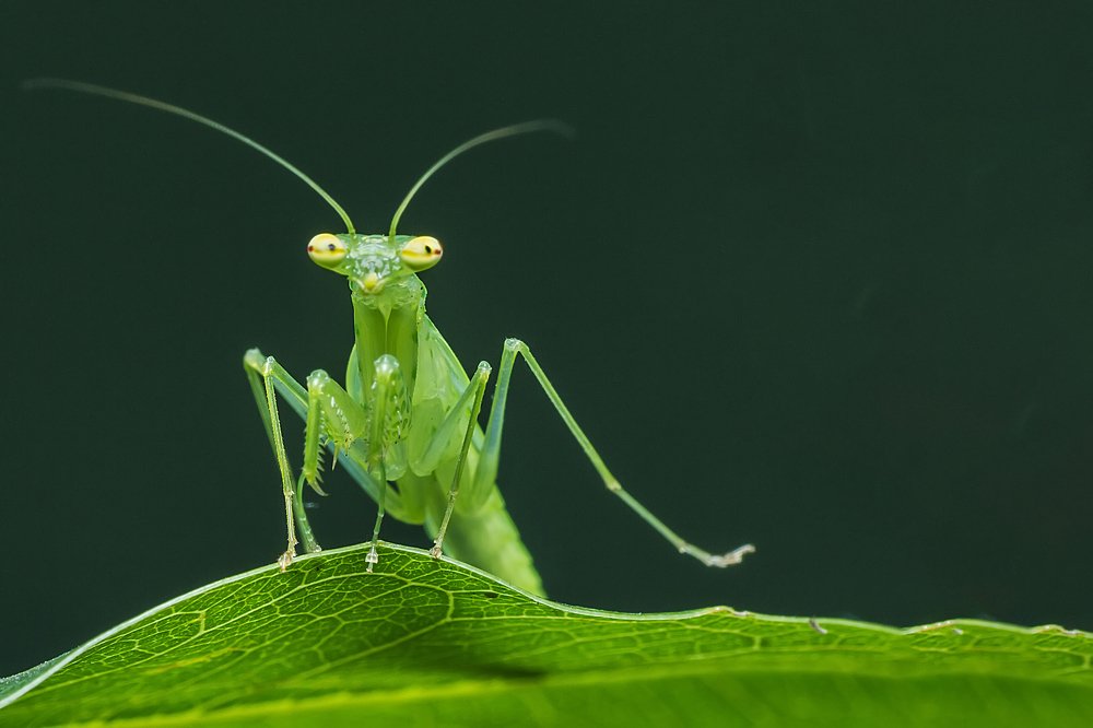 Photograph by NeCoTi ChonTin