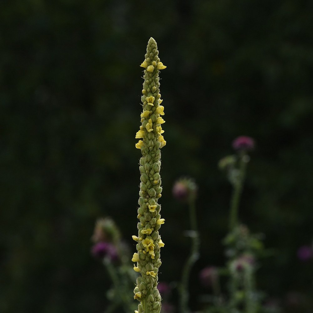 Photograph by Nikolai Savin