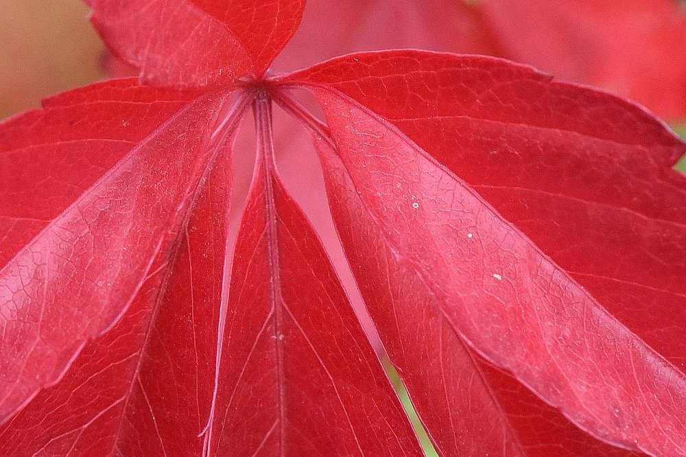 Photograph by Nikolai Savin