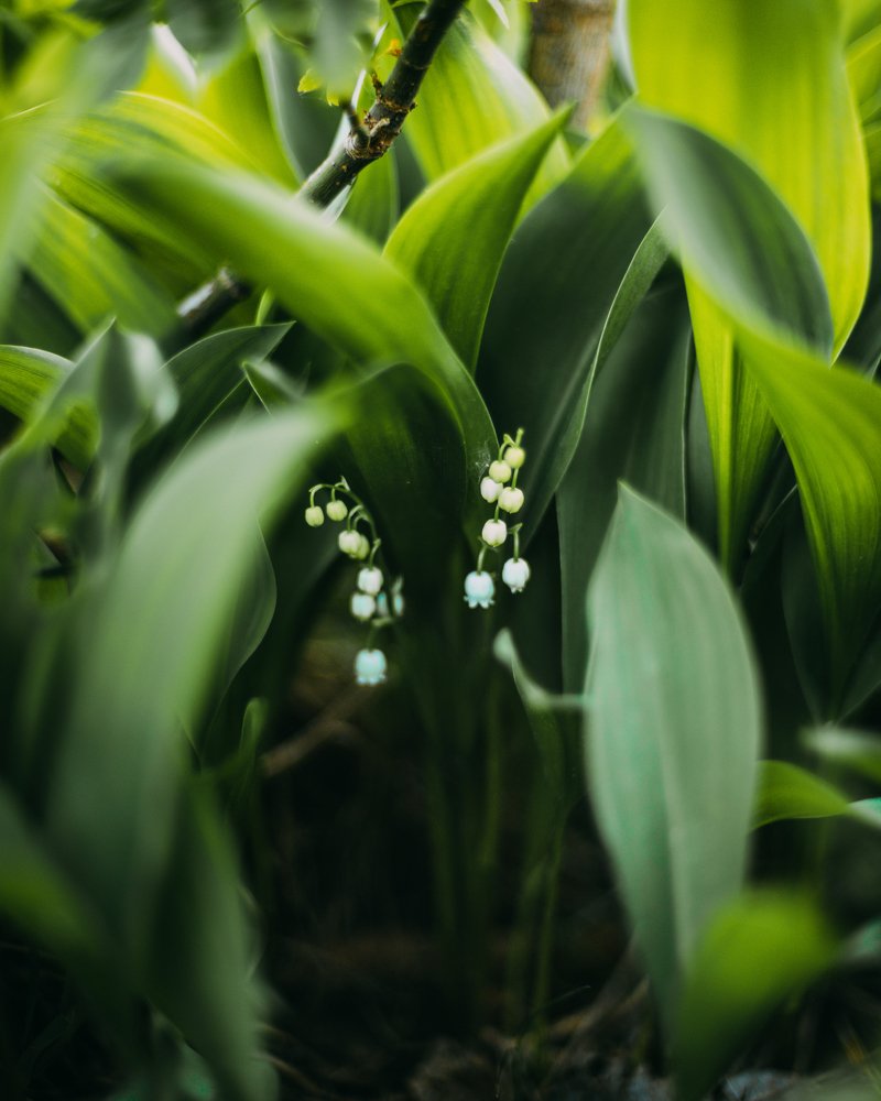 Фотография автора Дарья Шевченко