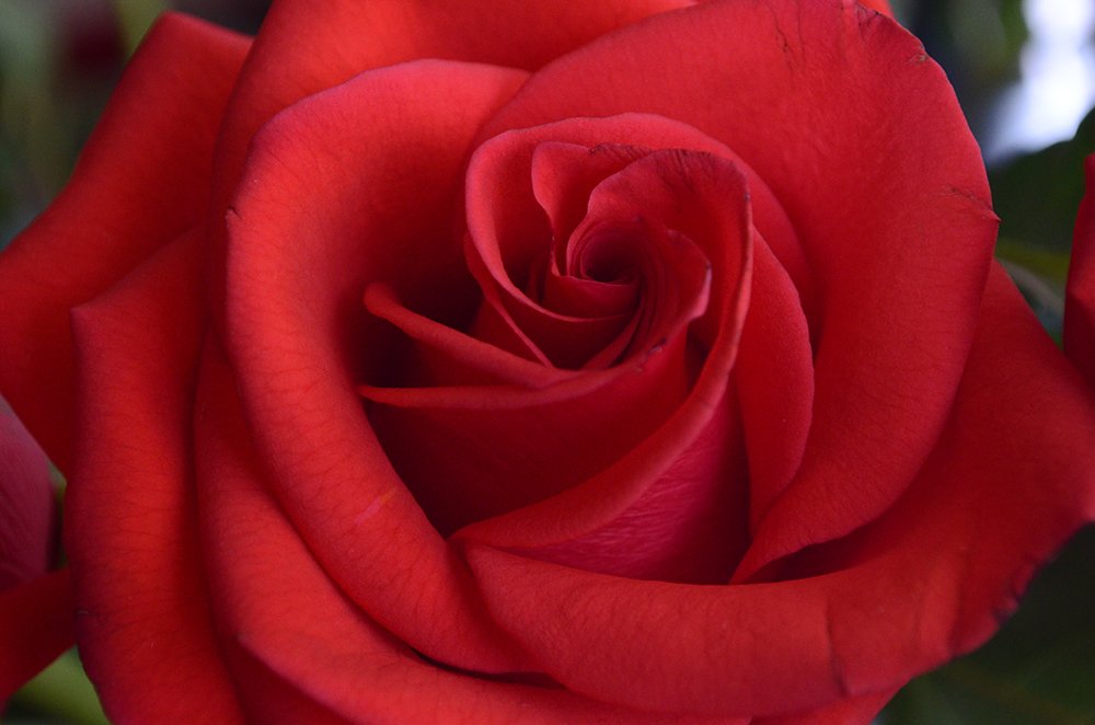 Photograph by Liliana Grup