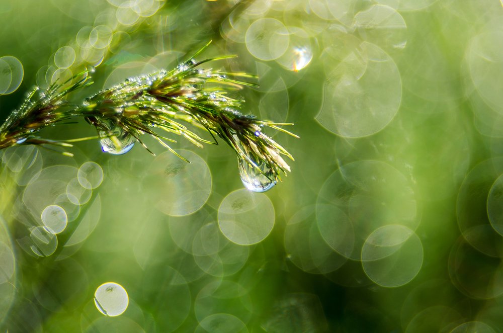 Photograph by Елена Вапняр