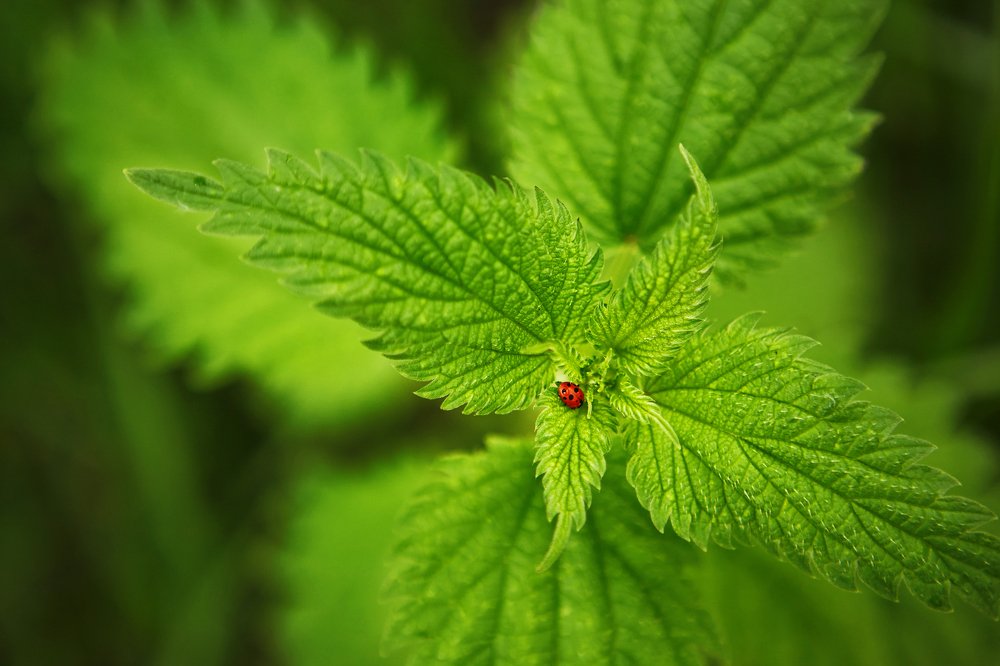 Божья коровка