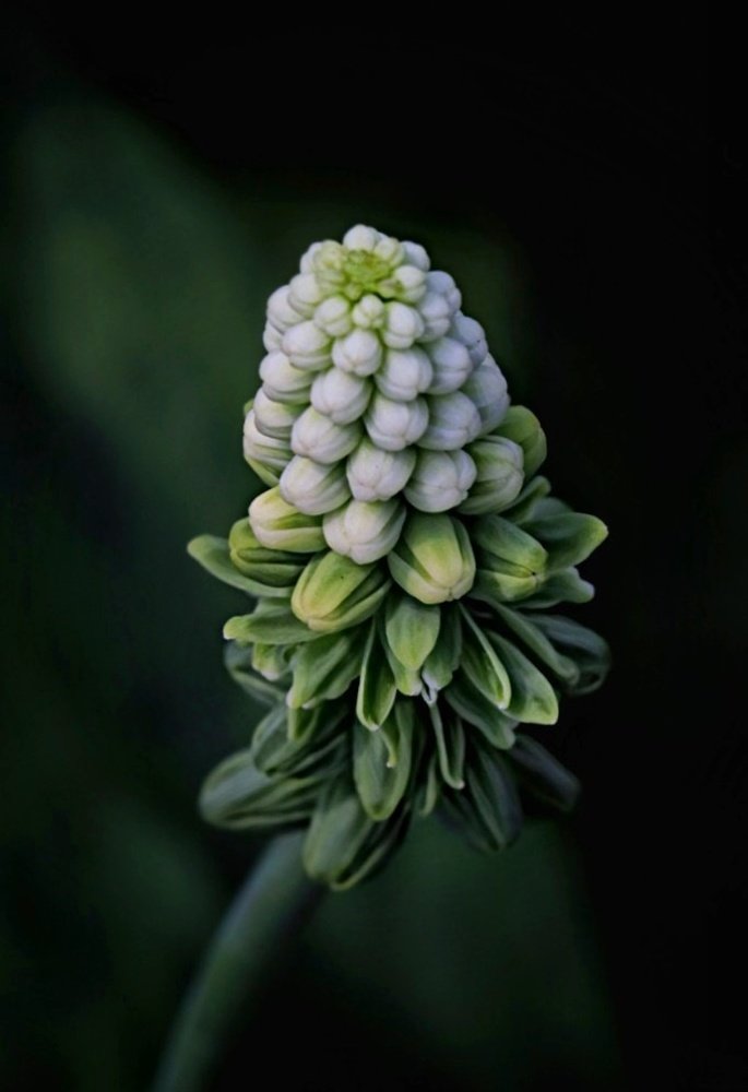 Photograph by  Edi Hidayat