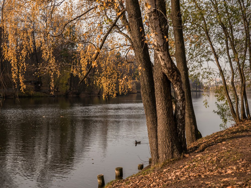 Photograph by Михаил Шохин