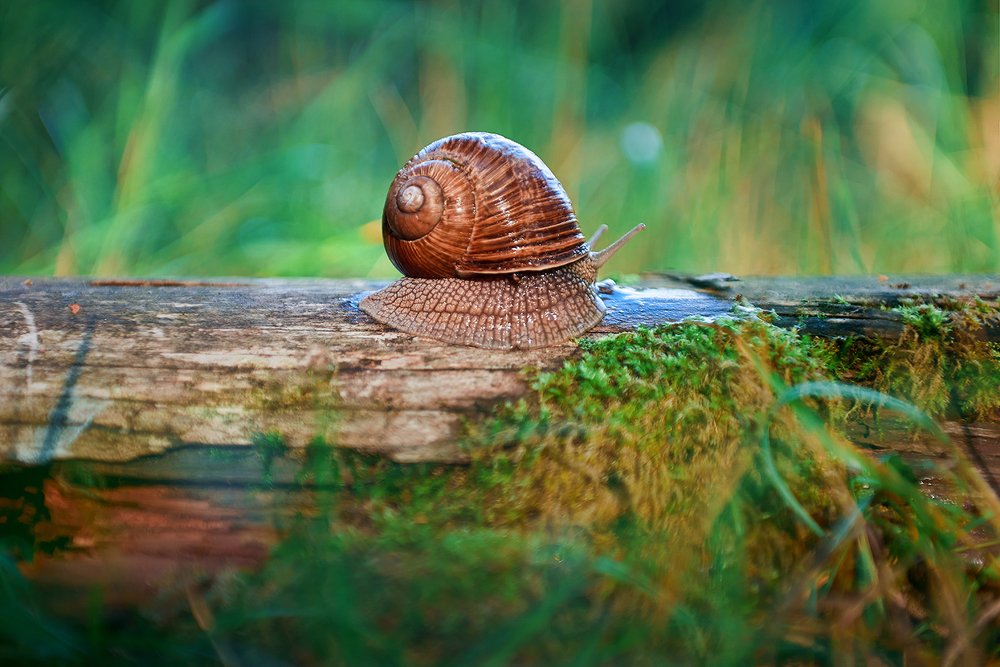 Photograph by Сергей Юрченко