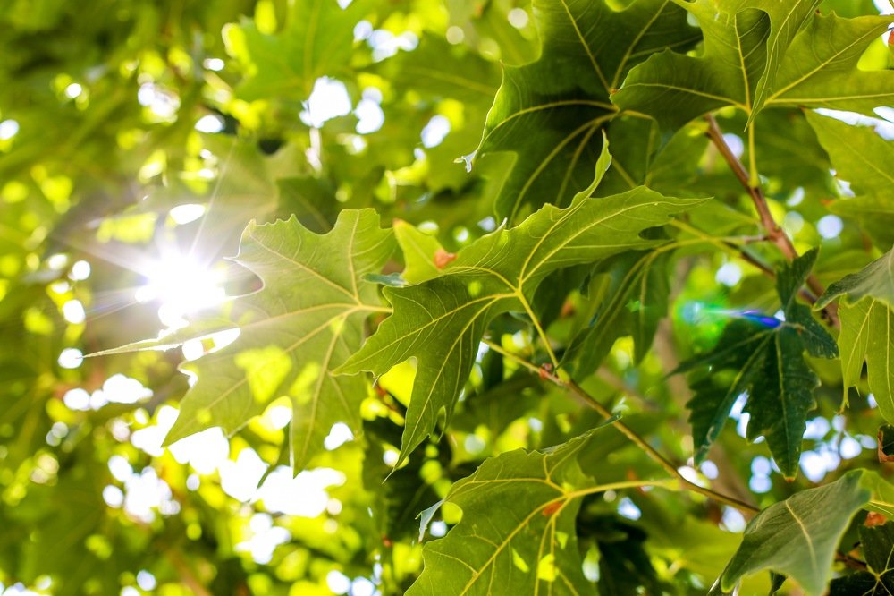 Photograph by Hedayatollah Eftekhari