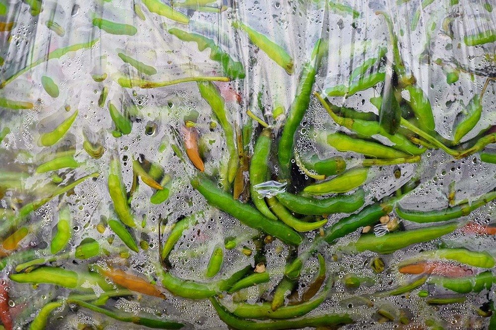 Photograph by Angshuman Paul