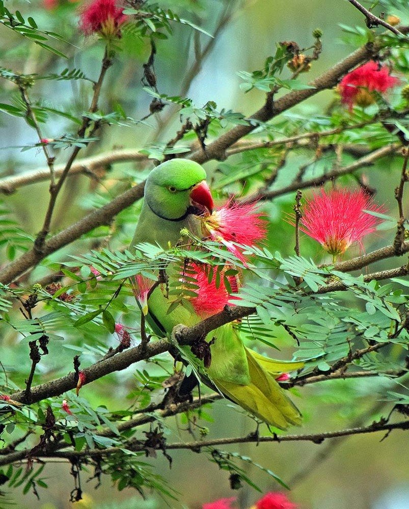 Photograph by Angshuman Paul