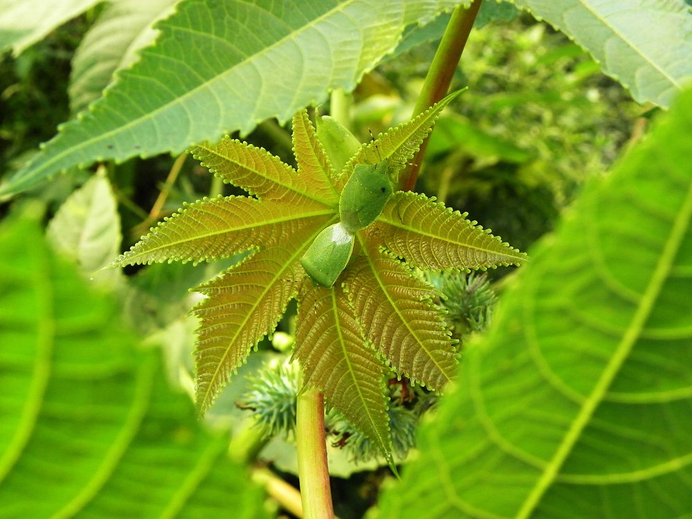 Photograph by Angshuman Paul