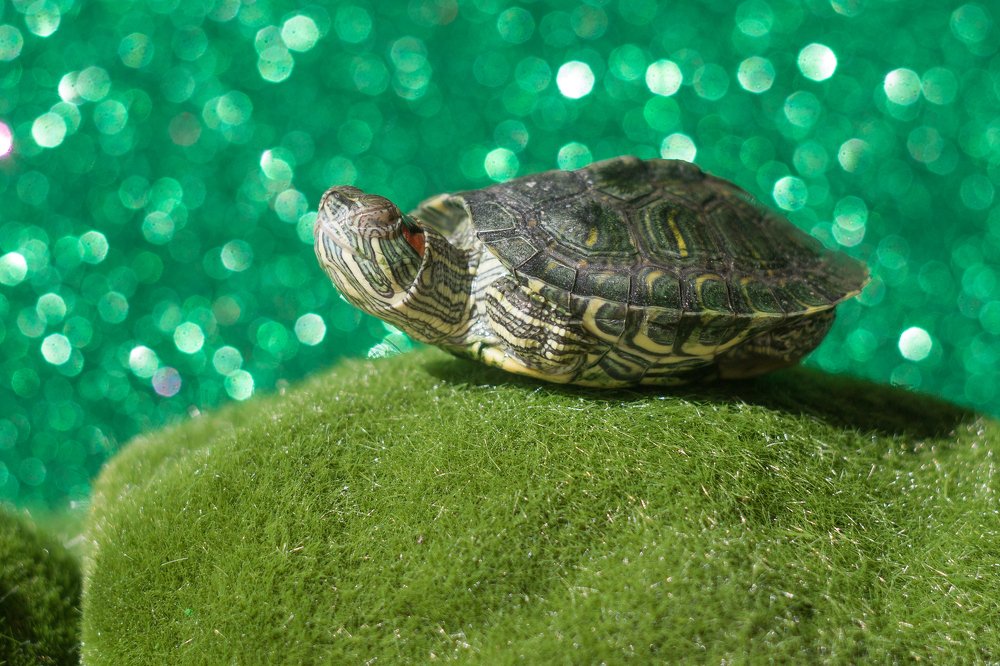 Photograph by Дина Горбачёва