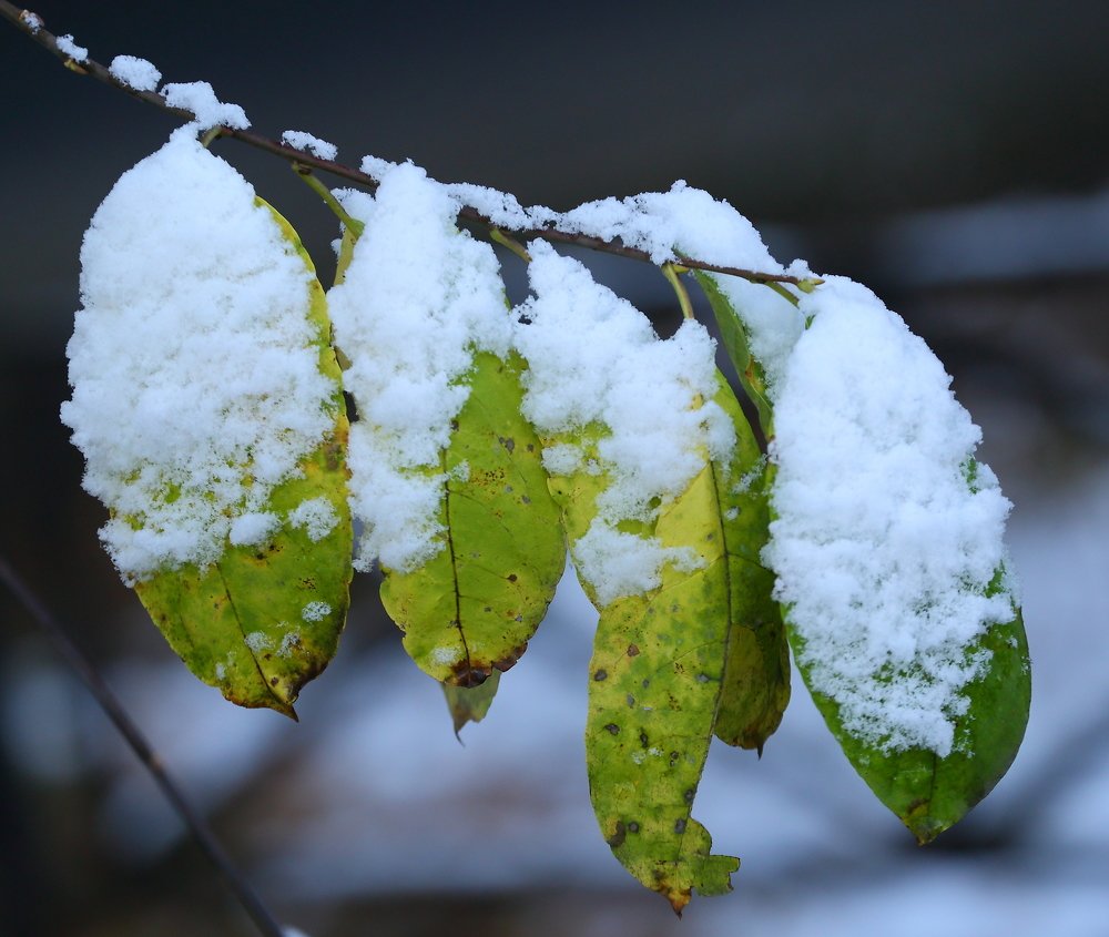 Листья под снегом