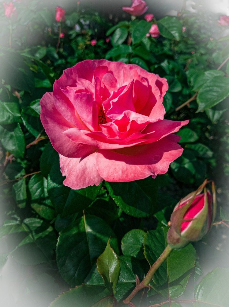 Photograph by Виктория Федосеенко