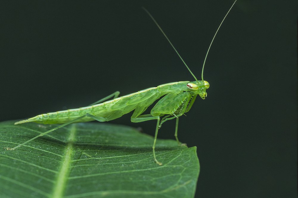 Фотография автора NeCoTi ChonTin