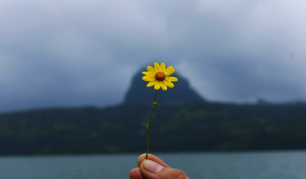 Beauty shades the beast