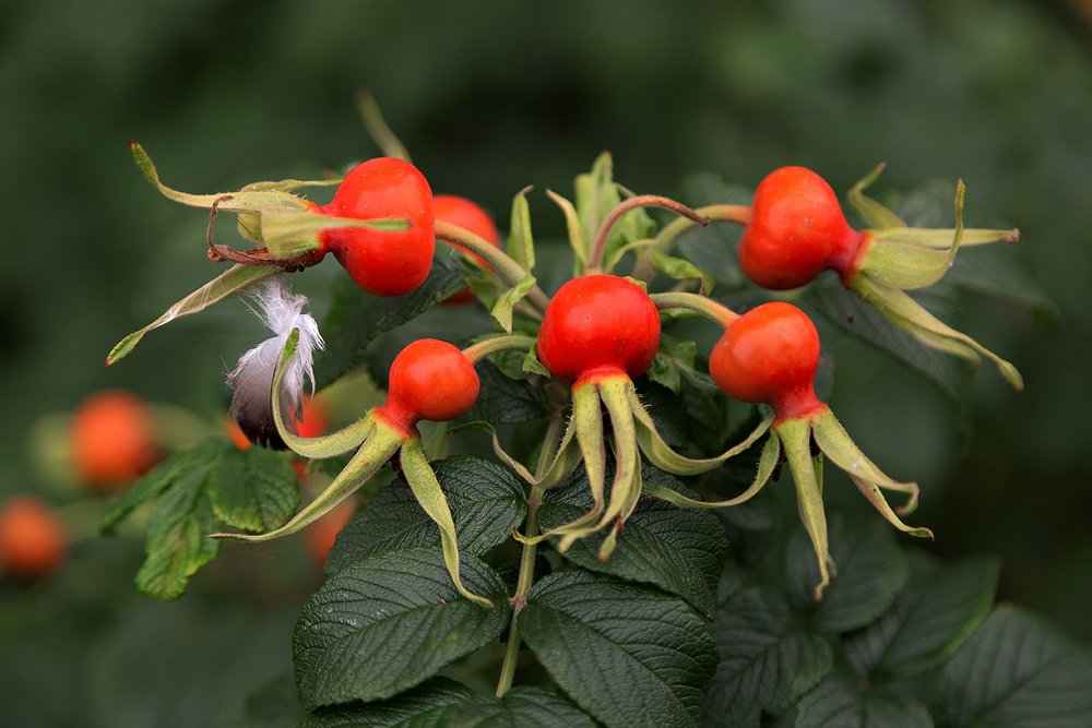Photograph by Чистякова Валерия