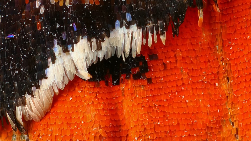 Фотография автора Андрей Шаповалов