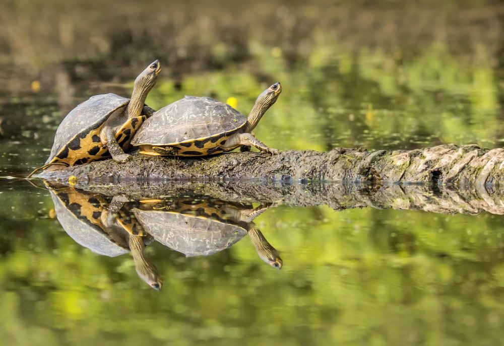 Indian Roofed Turtle
