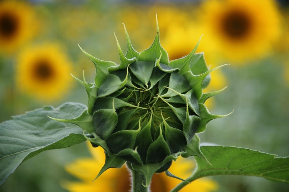 Расцвет не за горами