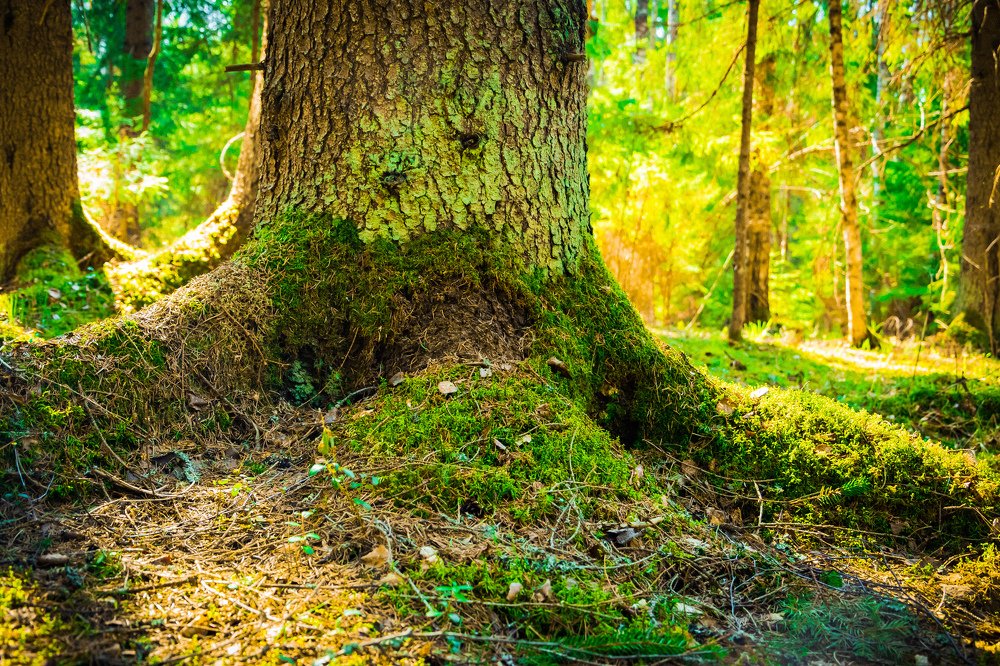 Photograph by Татьяна Смолкина