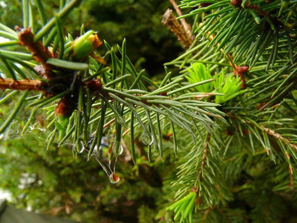 Капли дождя.