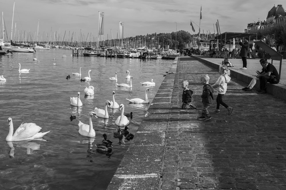 Дети и лебеди