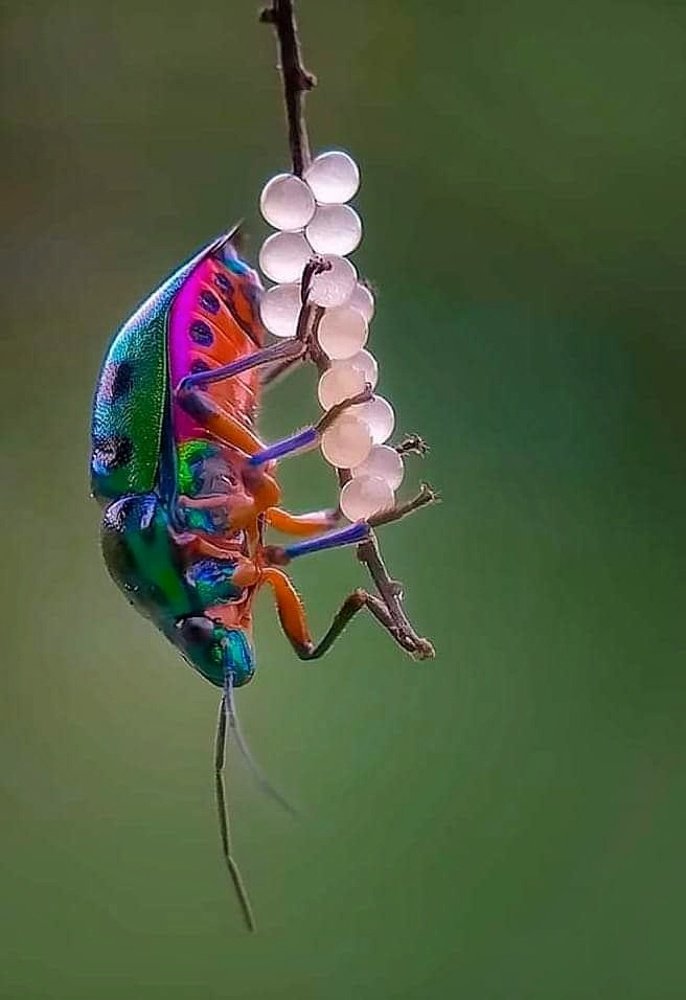 Photograph by Biswanath Chaki