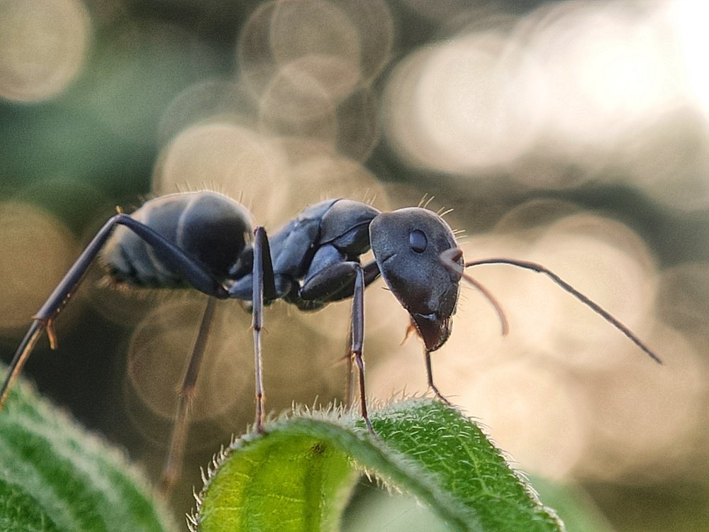Carpenter Ant resting